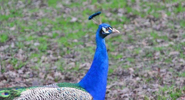A peacock from Belchamp Hall, Belchamp Walter