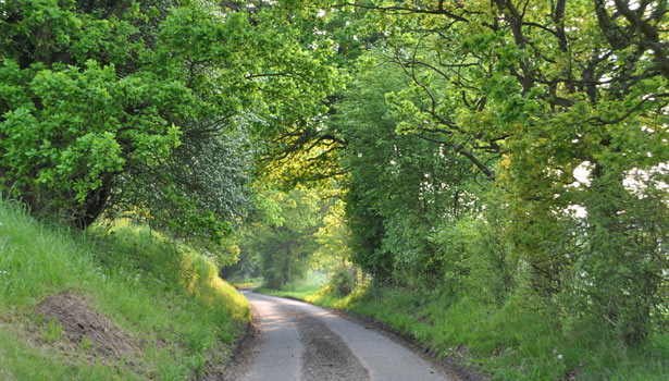 Light through trees near Great Henny, Stour Valley