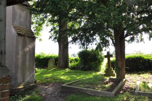 Trees in Alphamstone churchyard