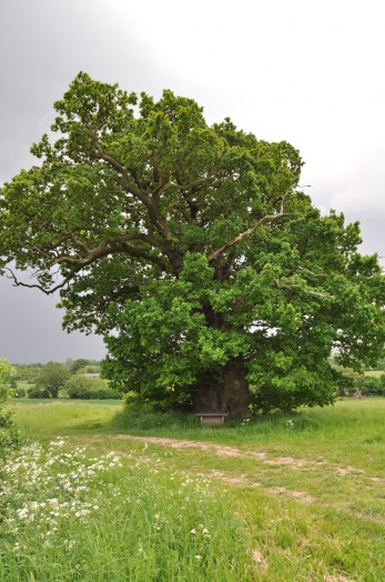 Oak tree, Near Lamarsh, Essex